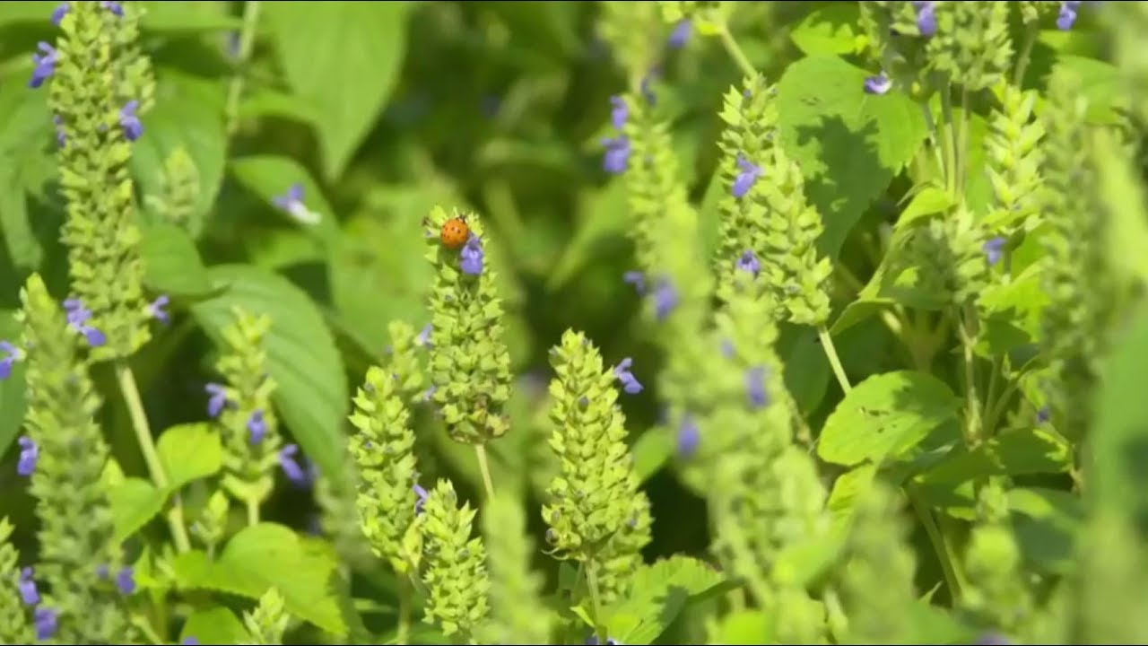 Graines Plantes De Chias Origine Culture R Colte