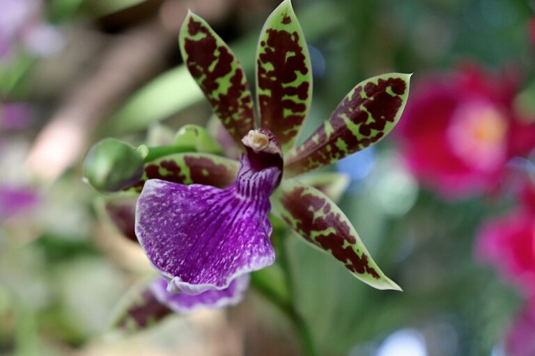 Fleurs rares