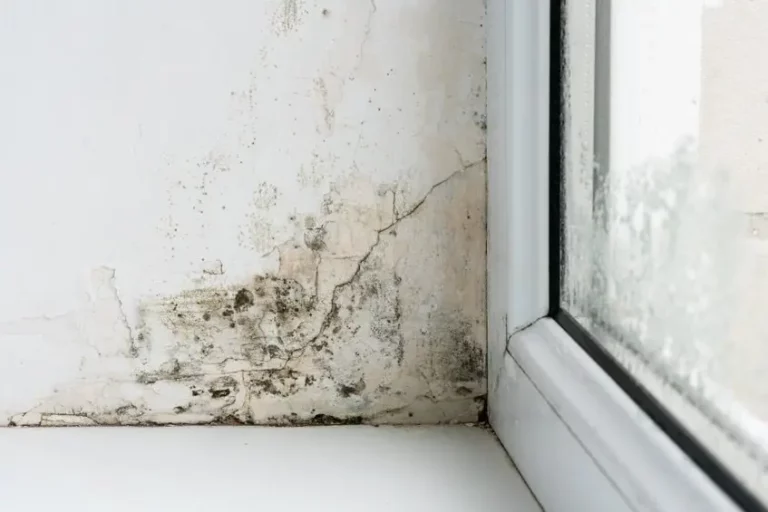 moisissure logement