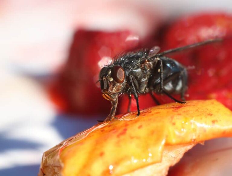 supprimer nid de mouche