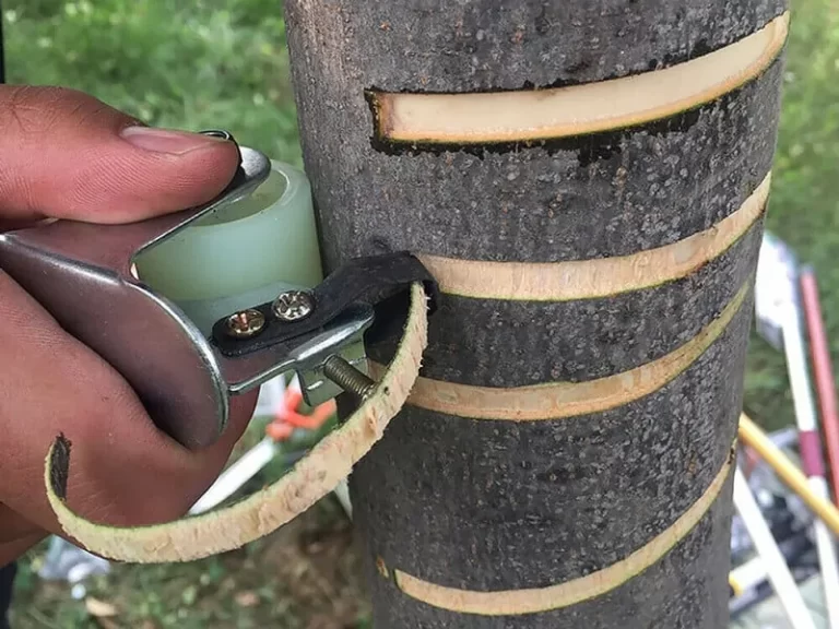 comment tuer un arbre