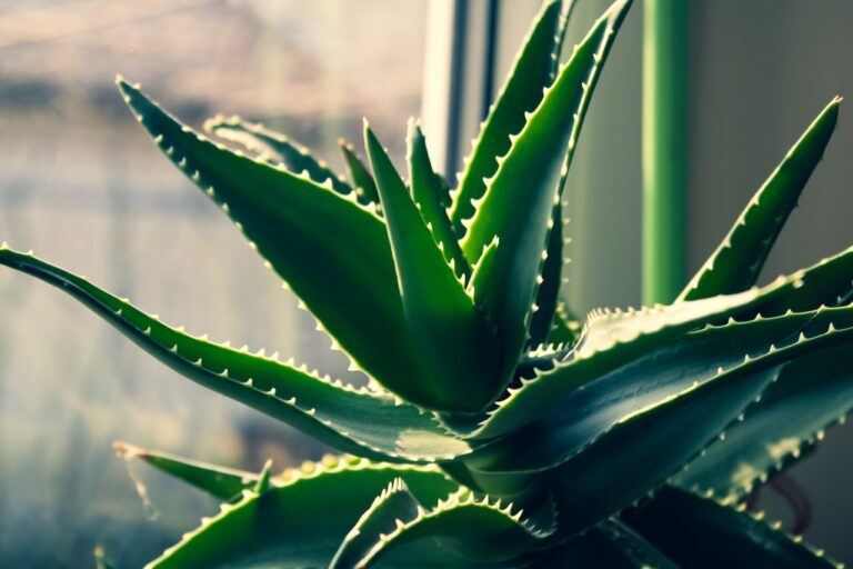 Bouture aloe vera comment faire