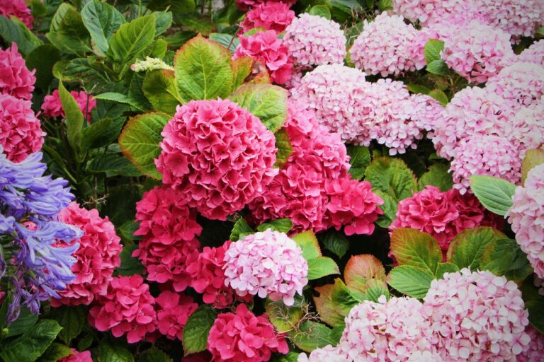Fleur d'automne les plus belles variétés pour embellir votre jardin