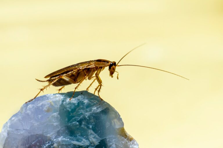 Blatte de jardin : comment s’en débarrasser ? Identifier l’Ectobius et agir