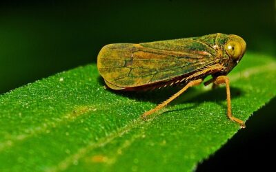 La cicadelle : un insecte fascinant aux multiples espèces