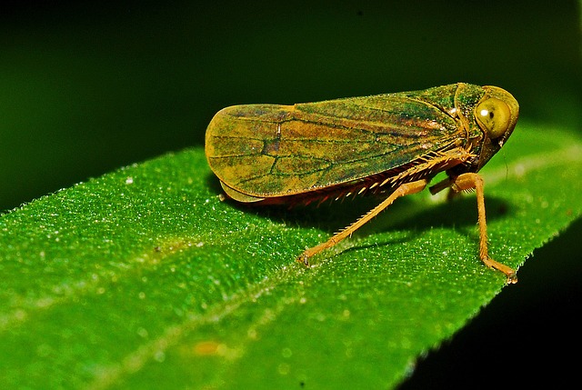 La cicadelle un insecte fascinant aux multiples espèces