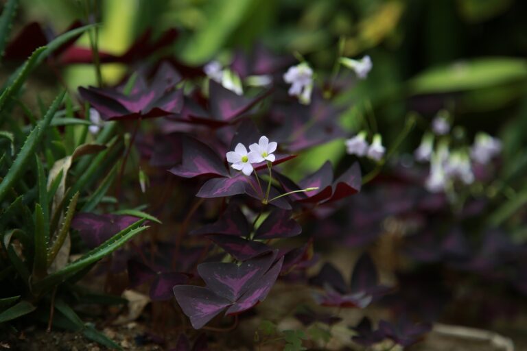 Tout savoir sur l'oxalis la plante qui apporte de la chance et de la beauté à votre jardin
