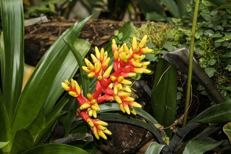 Bromélia tout ce qu'il faut savoir sur cette plante exotique