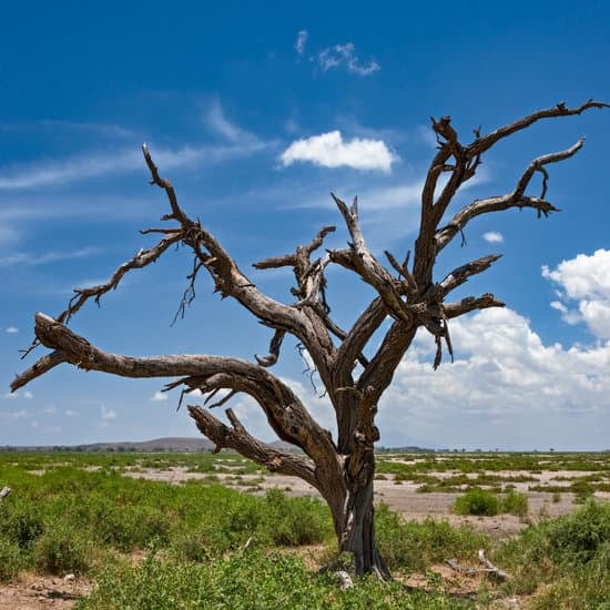 Comment faire sécher un arbre sur pied