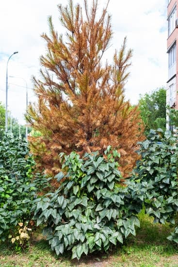 Méthodes pour faire sécher un arbre