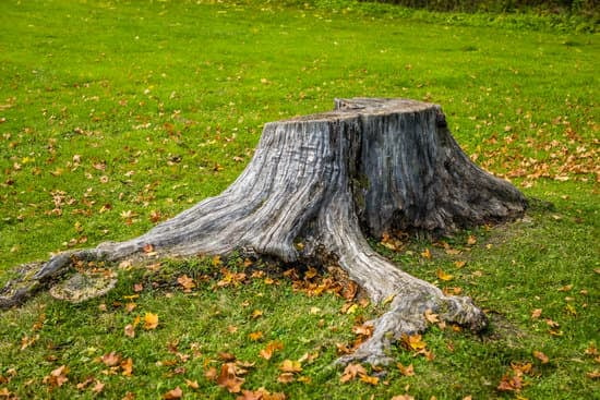 Comment Dévitaliser une Souche d’Arbre