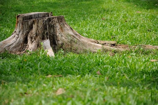 Désherbant Pour Souches D'Arbres