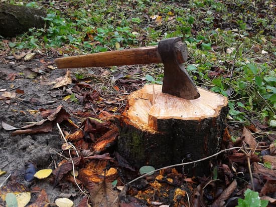 Destructeur de Souche  Quels Sont les Produits Efficaces 