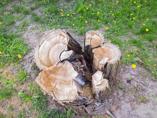 Méthodes Pour Tuer Un Arbre