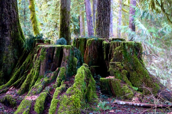 Souche d'Arbre  Comprendre le Problème