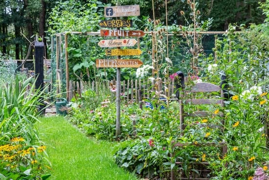 Cohabitation harmonieuse  gérer la présence des cafards de jardin