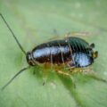 Le cafard de jardin noir et blanc un insecte fascinant à découvrir dans votre espace extérieur