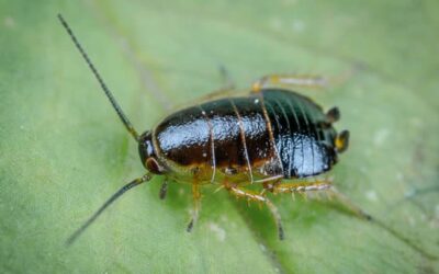 Le cafard de jardin noir et blanc : un insecte fascinant à découvrir dans votre espace extérieur