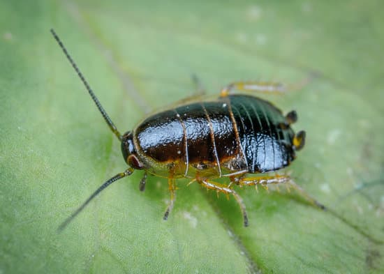 Le cafard de jardin noir et blanc un insecte fascinant à découvrir dans votre espace extérieur