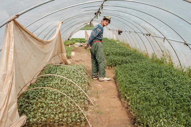 Les avantages incontournables des serres de jardin en polycarbonate