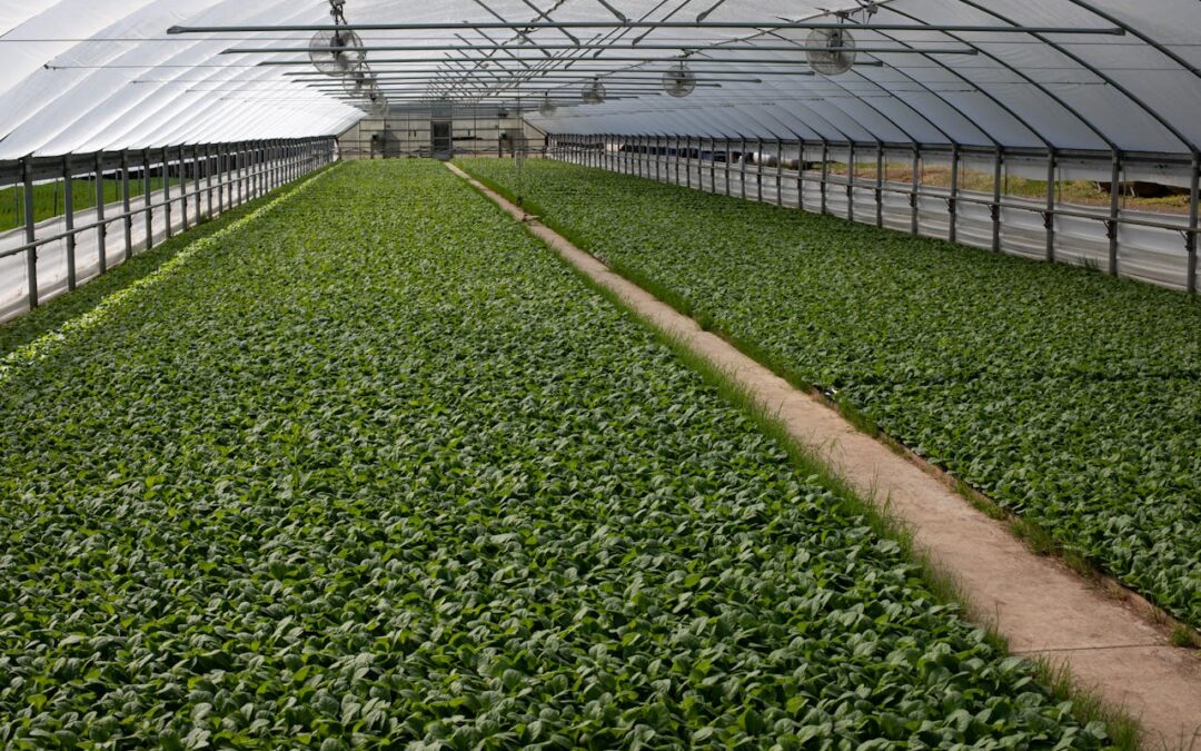 Serre de jardin polycarbonate : l’allié idéal pour une culture protégée toute l’année