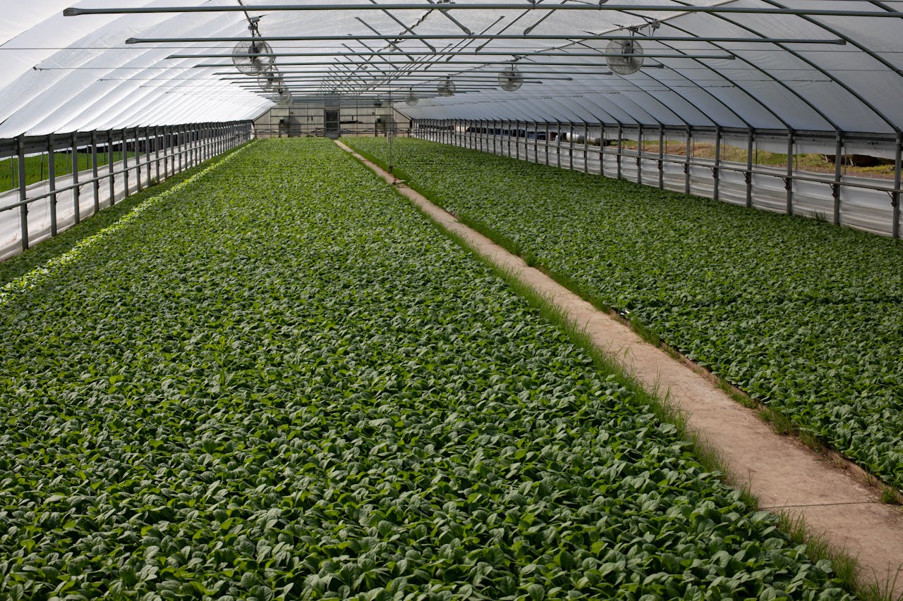 Serre de jardin polycarbonate l'allié idéal pour une culture protégée toute l'année