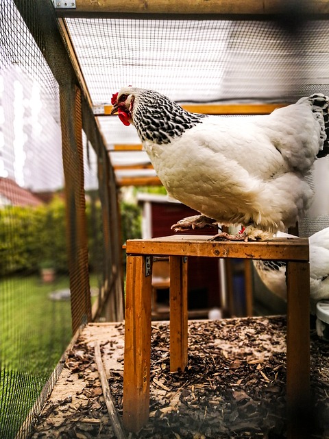 Étapes de construction d'un abri pour poules résistant