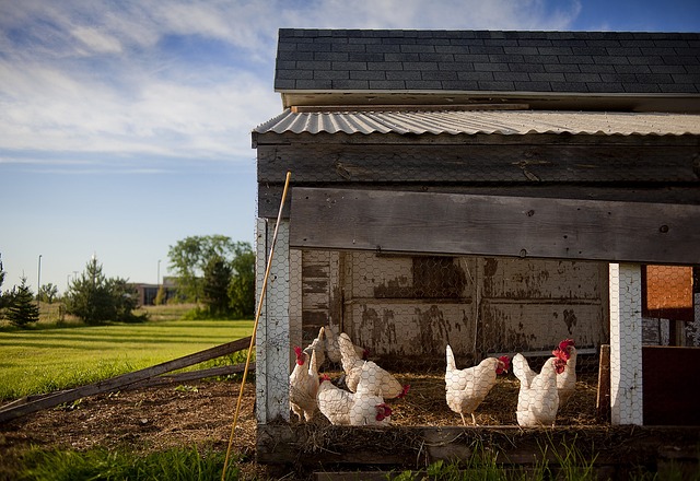 Pourquoi construire un abri pour poules soi-même 