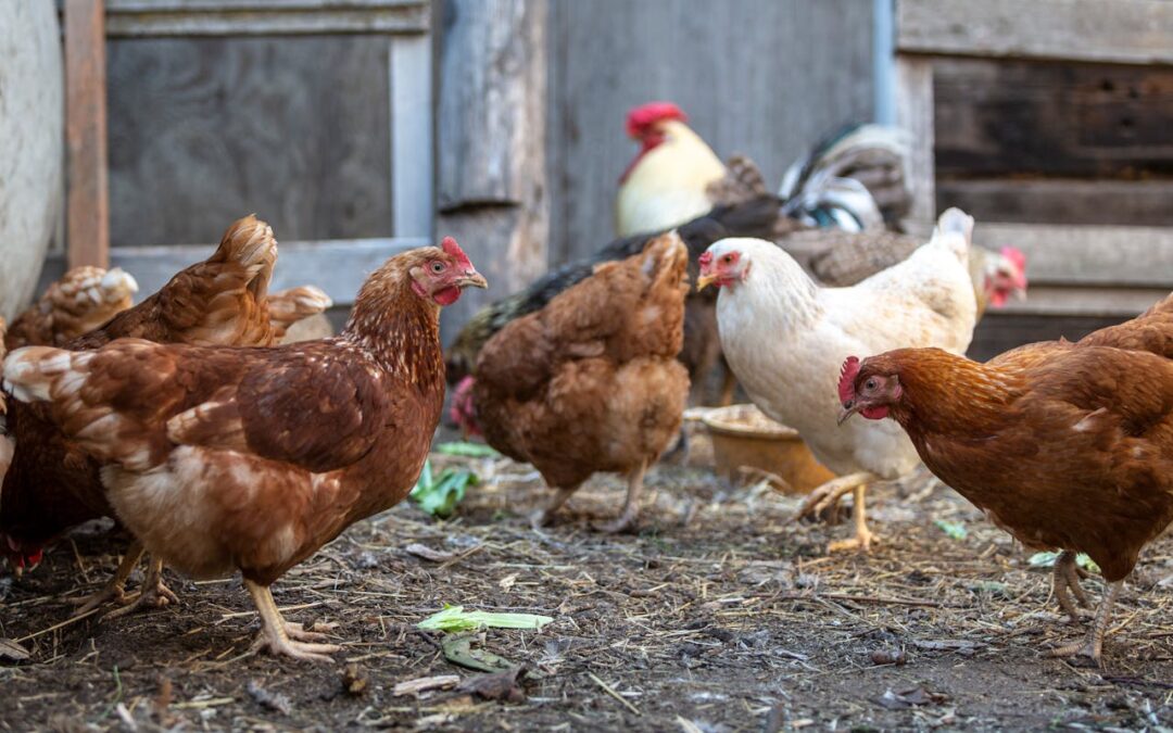 Un abri pour poules fait maison : protégez vos gallinacés facilement