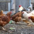 Un abri pour poules fait maison protégez vos gallinacés facilement