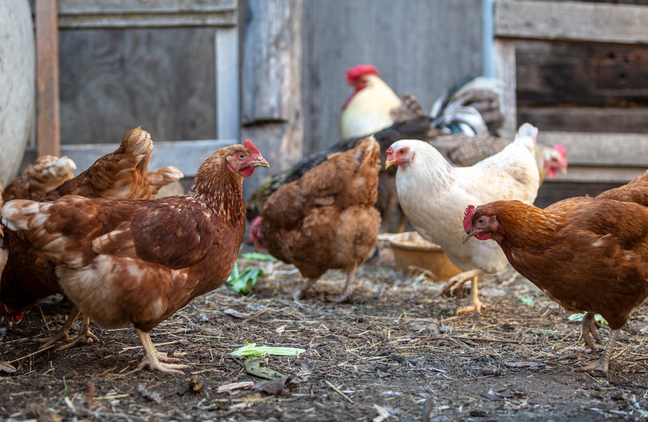 Un abri pour poules fait maison protégez vos gallinacés facilement